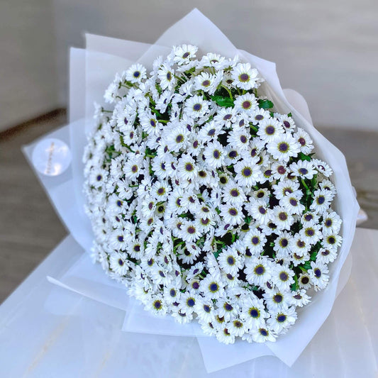 White Beauty Daisies image 0