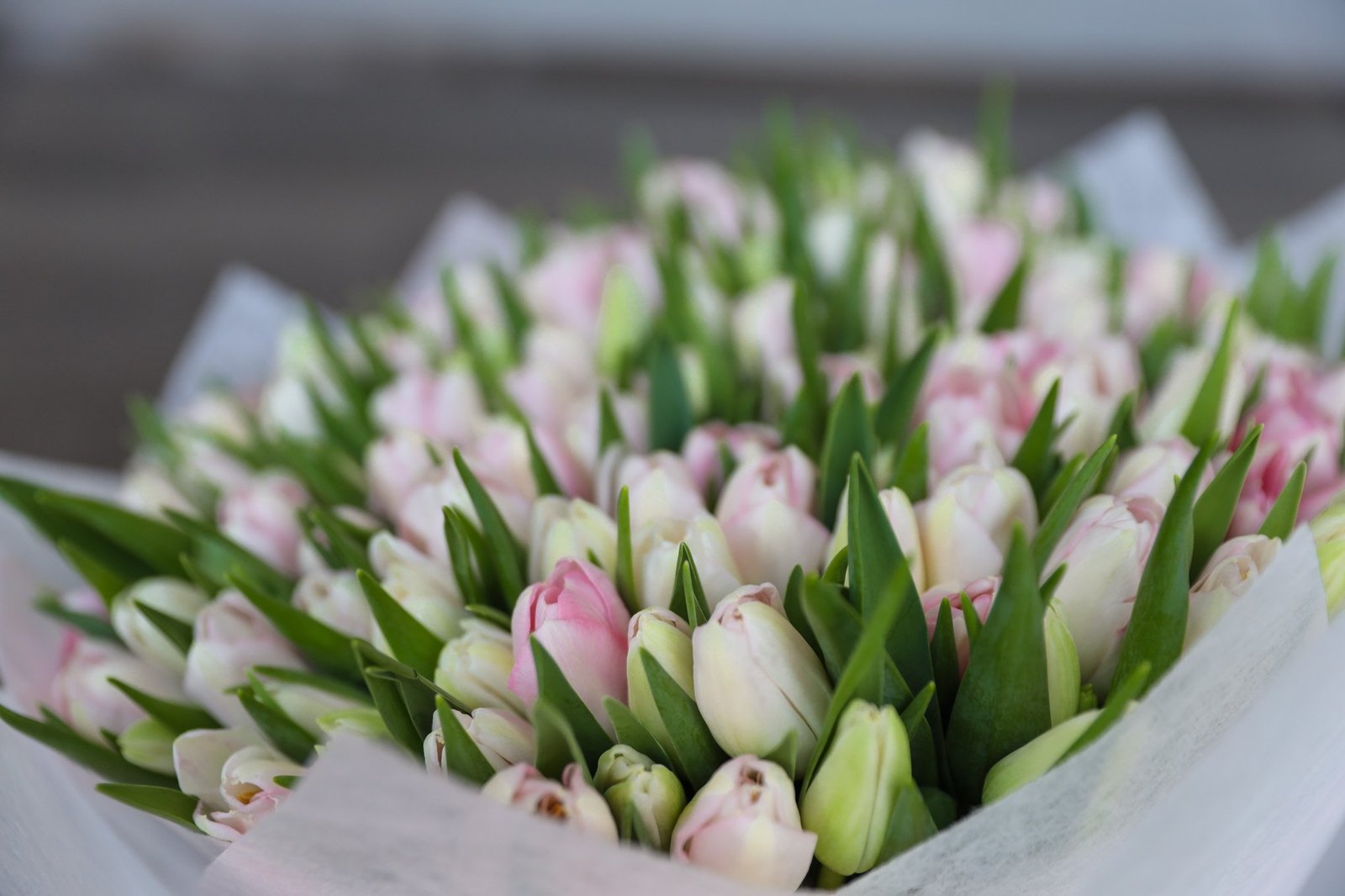 150 Light Pink Tulips image 2