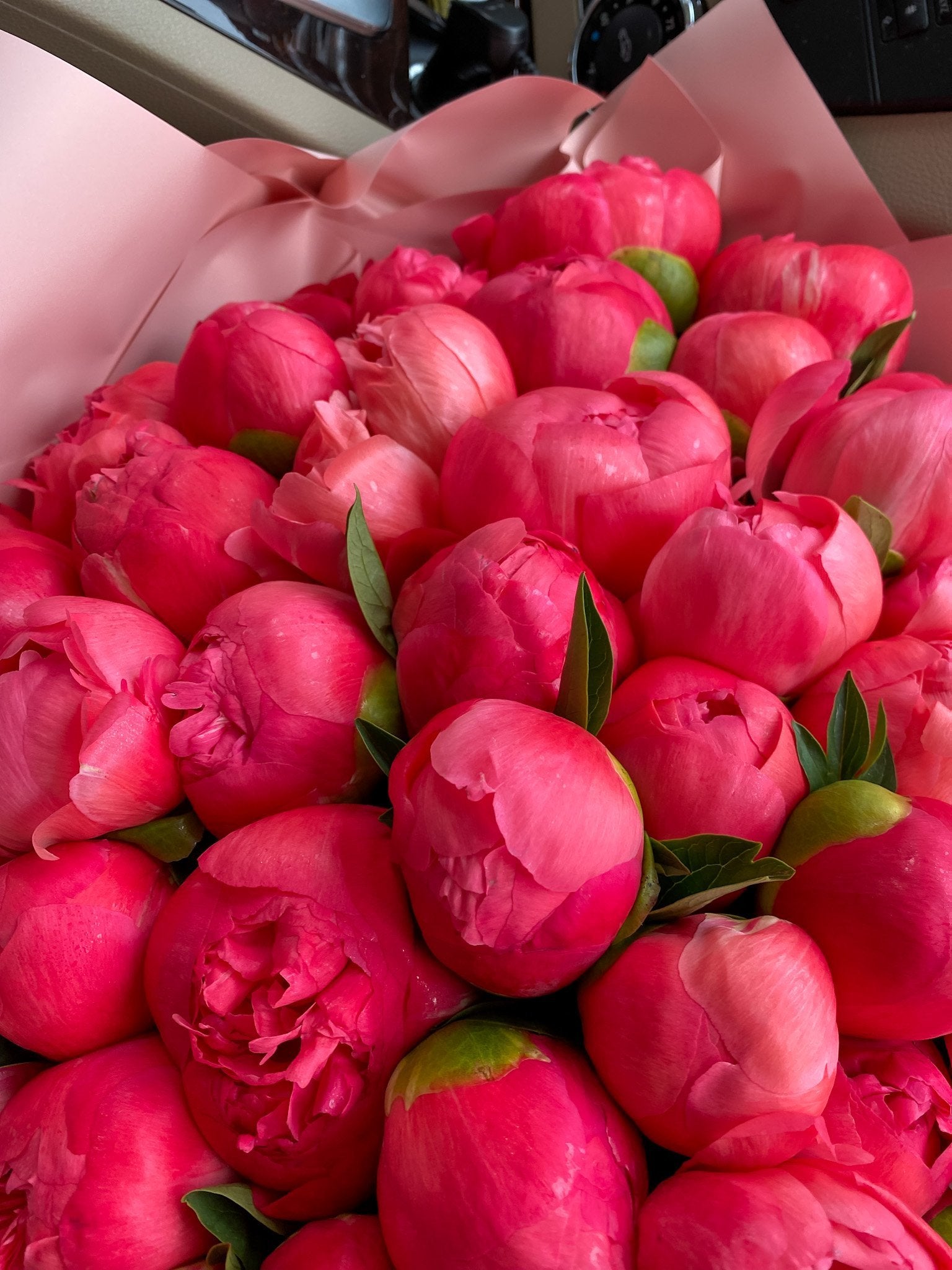 XXLarge Coral Peonies image 1