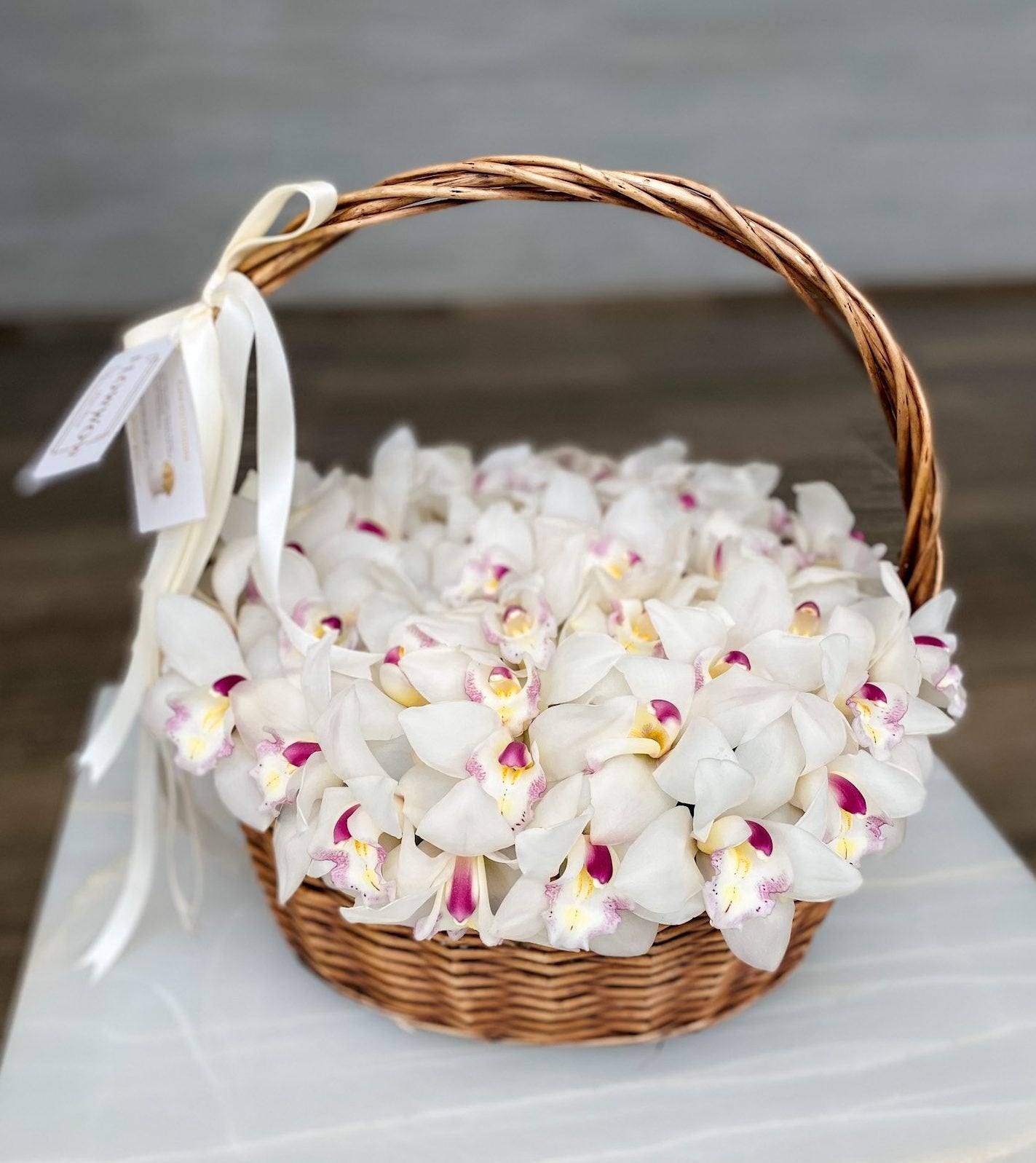 White Cymbidium Cloud image 0