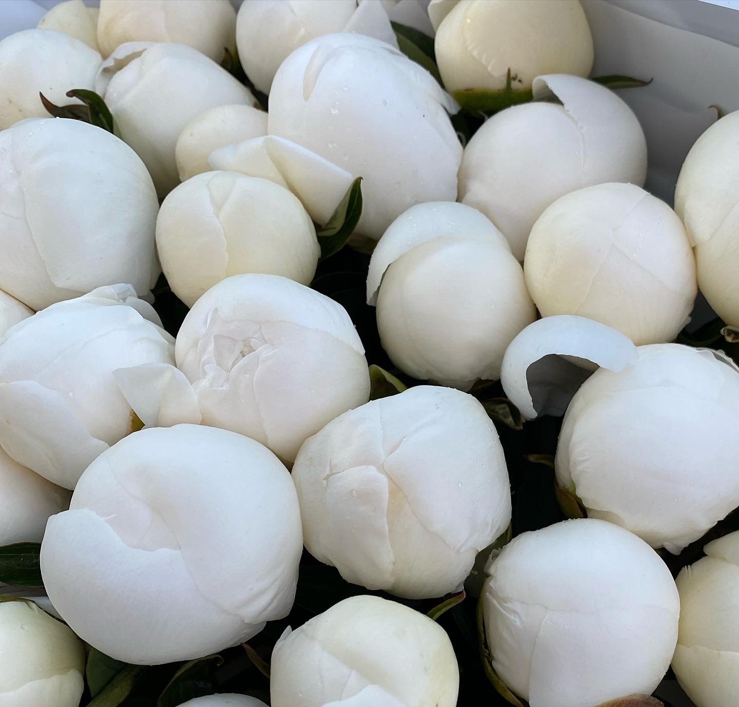 Pink Blush Peonies image 2